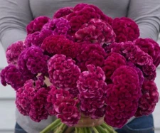 30 Celosia Cramers' Rose seeds