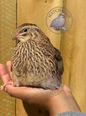 10+ JUMBOS RARE COLORS Coturnix Quail Hatching eggs - fast shipping