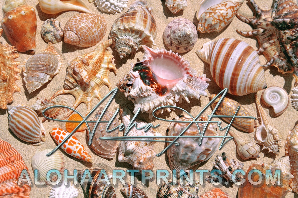 Seashells on Lanikai Beach Oahu Hawaii Photo Fine Art Photography