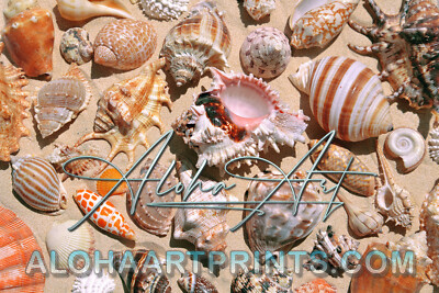 One Hundred Seashells 自然 貝 アート 写真集 One Hundred Seashells 自然 貝 アート 写真集