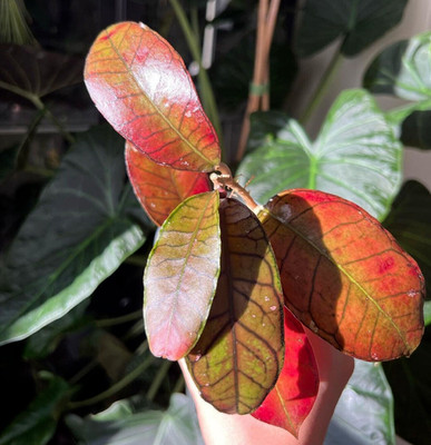 Hoya Sp Gunung Gading Rare Tropical Plant Houseplant Rare Plant