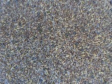 Premium Chicken Poultry Pasture Forage and Fodder Seeds 1 Pound Pack of 1