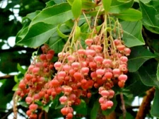 100 Lily of the Valley Sourwood Seeds (Oxydendrum arboreum) | Honey Bee Tree