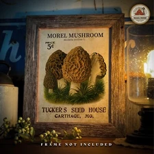 Morel Mushroom Hunting Art Print Fishing Cabin Artwork Wall Decor Carthage Mo