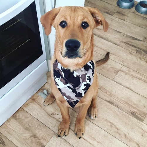 Dog Present Gift Neckerchief Bandana Slide Slip on Collar Scarf Neck Tie Various - Picture 15 of 30