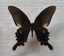 Papilio polyctor stockleyi z Birmy *RARE* męskie motyle entomologia