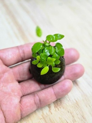 Anubias Nana Petite Golden Coin - Live Aquatic Plants -Rhizome Fish Shrimp Plant