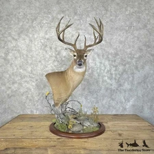 #31383 P | Texas Whitetail Deer Taxidermy Pedestal Mount For Sale