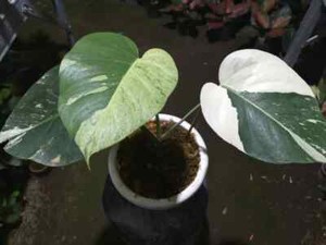 Jungle Mint Monstera | eBay