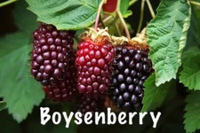 Boysenberry Plant– One Live Boysenberry Plant Vine LOWEST PRICE