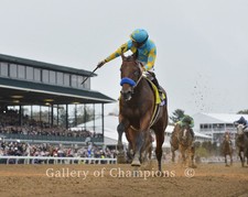 American Pharoah 2015 Breeders' Cup Classic Remote Photo 8