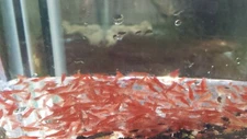 20+4 NICE RED CHERRY SHRIMP (see description)