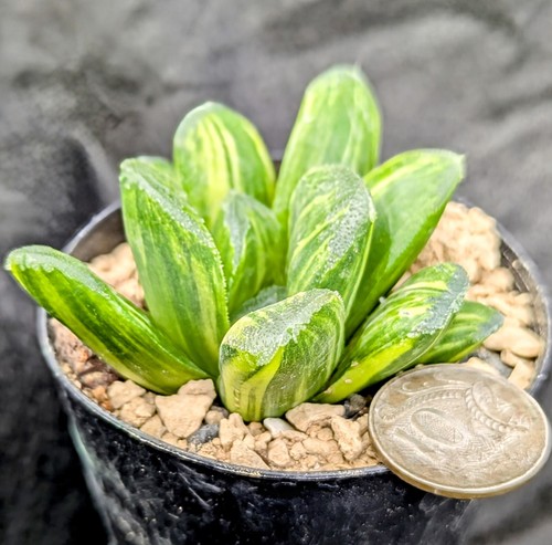 Haworthia truncata NISHIKI TERASHIYAMA VARIEGATED variegata Succulent WOW💥💥💥 - Picture 4 of 7