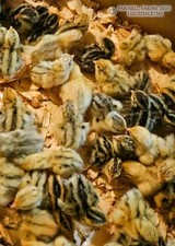 15+Fertile Jumbo Coturnix Quail Hatching Eggs Npip Ai /Pt Clean Party Box**