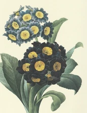 P. J. Redoute Print #110 Primula auricula Botanical Flower Mountain Cowslip