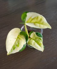 ROOTED TOP CUT Japanese Global Pothos Epipremnum Aureum Highly Variegated