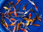 Carpe Koi selezionate 7-8cm colorazioni assortite. Pesci da laghetto, koi pond