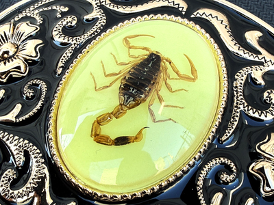 Western Scorpion Belt Buckle Real Scorpion Resin Glow in Dark. For
