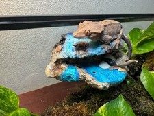 Magnetic Rock Ledges for Terrariums and Cages Works for all sorts of Reptiles