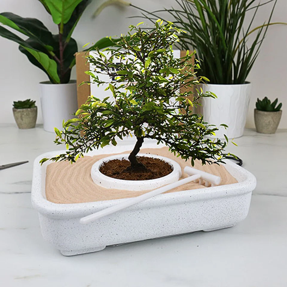 Gift Republic The Art of Bonsai - Grow Kit - Ideal Gift