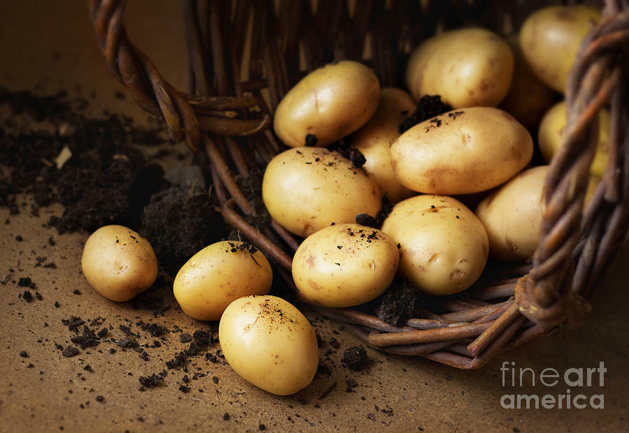 Simply Seed - 3 LBS - German Butterball - Potato Seed - Non GMO - Natural Grown