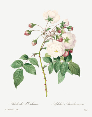 Rose Adelaide - 1800's - Pierre-Joseph Redoute - Botanical Illustration Poster