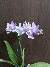 Phal Summer Rose 'Blue Star'- 1 spike
