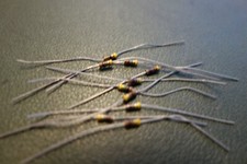 10 Ea Mil Spec Allen Bradley RCR05G105JS 1 Meg 1/8W 5% Carbon Comp Resistors