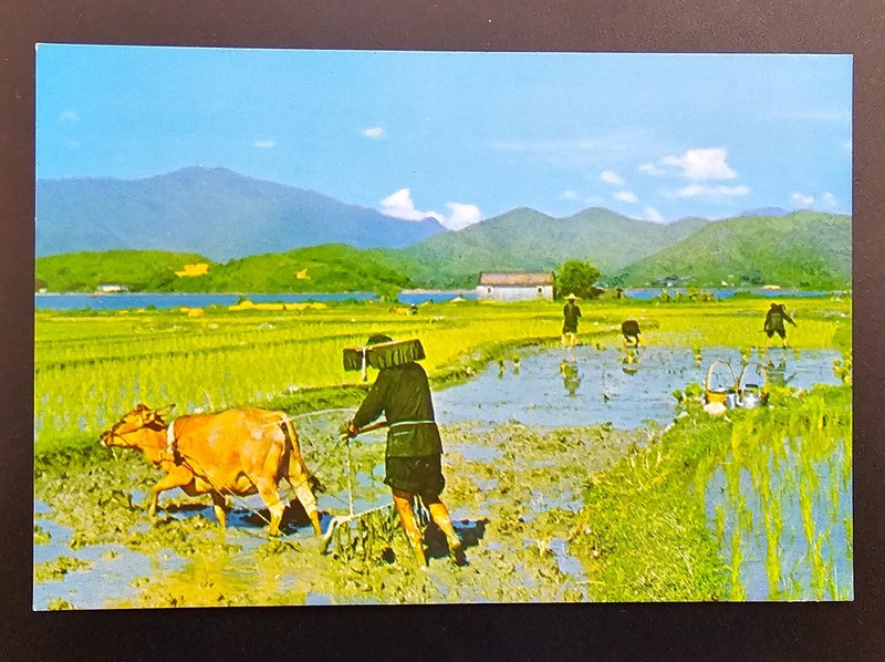 HONG KONG Old Postcard Ploughing and Planting Chinese Farmers busy Spring Autumn