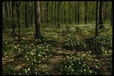 199020 Trilliums Morgan Arboretum Montreal Quebec A4 Photo Print