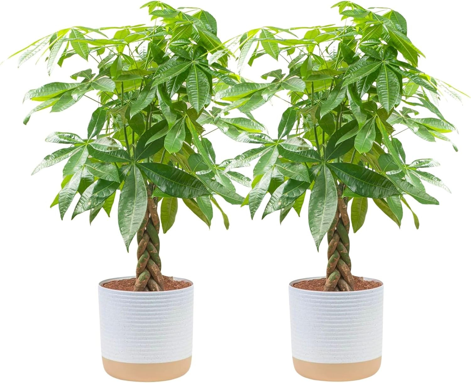 Money Tree Live Plant in Decorative Pot, Air Purifying, Larg