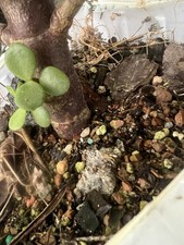 Jade Bonsai Tree Live Baby Portulacaria Afra Small Green Indoor Plant.