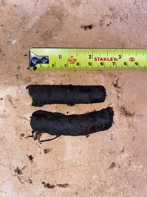 Beinwellwurzeln (Bocking-14) Dünger - 5 cm x 4 Stück - voll winterhart