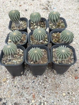 Geohintonia Mexicana Cactaceae Succulent Cactus Plant Garden seedgrowth 3.7-4CM