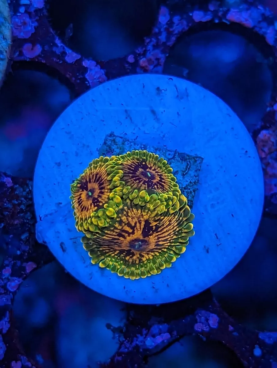 Grand Master Krakatoa Zoanthid Coral (GMK Zoa)