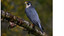 falcon85613