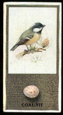 Tabakkarte, Godfrey Phillips, BRITISH BIRDS & THEIR EGGS, 1936. Kohlmeise, #15