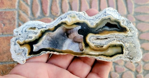 Agatized Fossil Coral - Tampa Bay, Florida #2