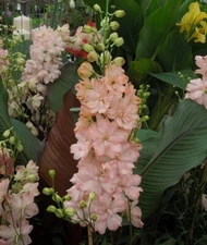 50 Salmon King Delphinium Seeds Perennial Garden Flower Seed Flowers 817 USA