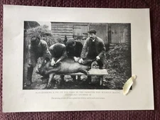 Slaughtering a Pig on the Farm In the Primitive Way,  Antique print