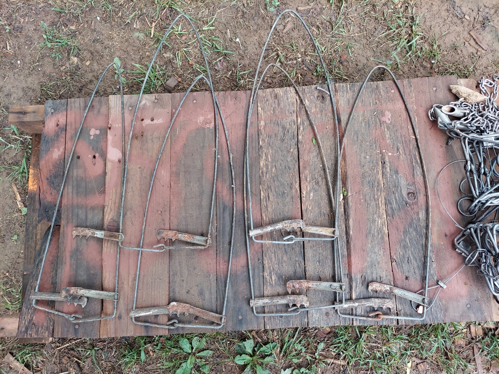 muskrat traps and stretchers eBay