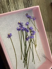 Dollhouse Miniatures Loose Iris Flowers 18 count Purple