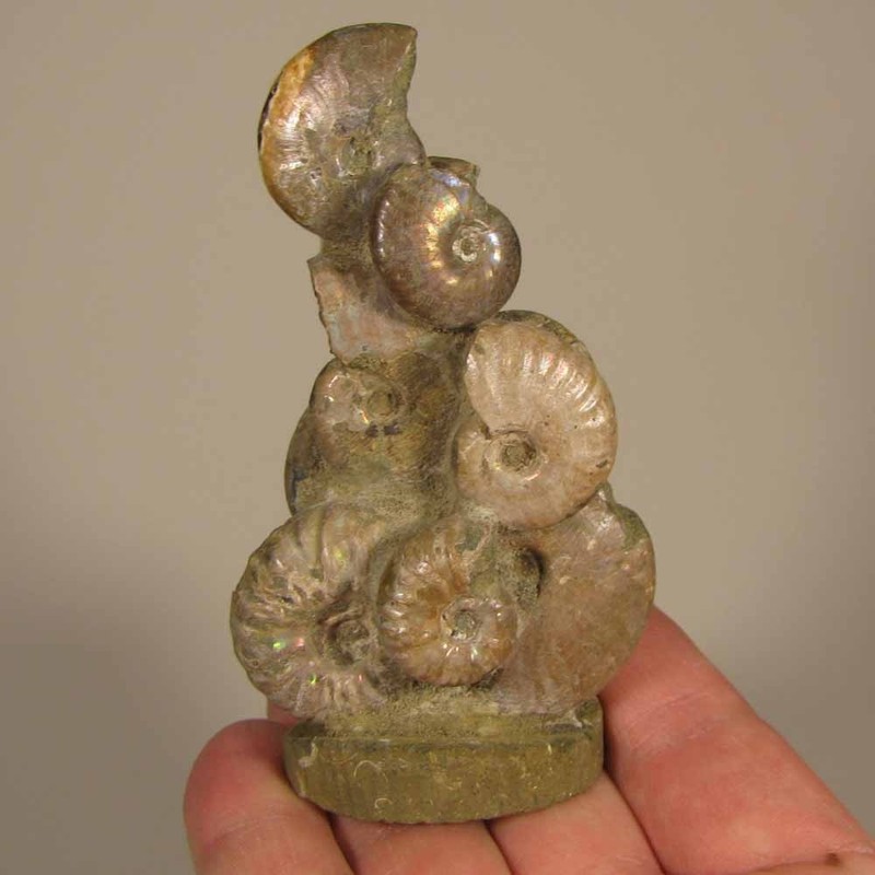 3.6" AMMONITE Grouping Fossil Freeform - Madagascar