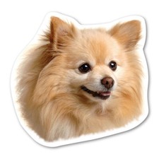 Pomeranian Magnet