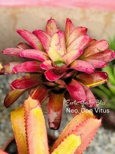 🌺 Neoregelia ‘Don Vitus’ – Offset Bromeliad Plant