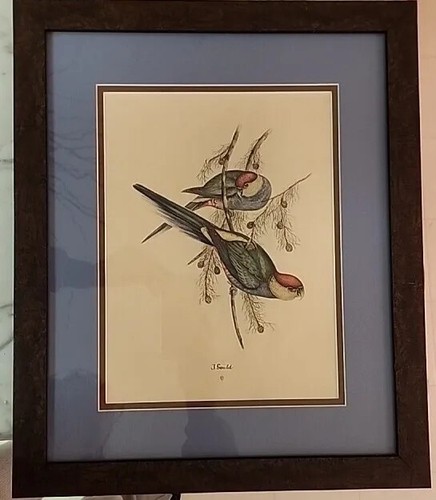 J Gould Lithograph Parrots Tropical Bird Print 12X9'' Wood Framed 13x16” Pro Fra