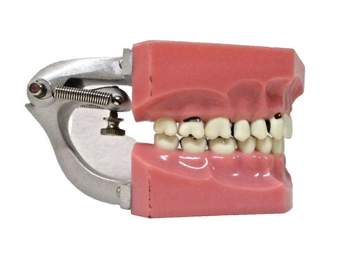Dental Typodont Teeth Model Half mouth Orthodontist Teaching Vintage Model 571 - 第 1/7 張圖片
