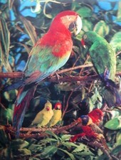 Parrots 1960's Vari-Vue 3-D Lenticular Picture 8 by 10 inches NEW Great 3-D!