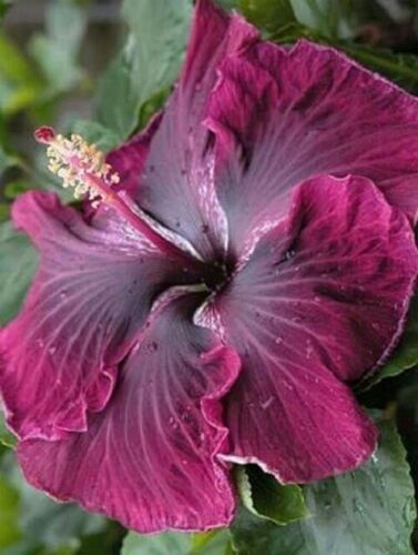 1 paquet de 50 graines d'hibiscus violet foncé hibiscus rose-sinensis fleurs de jardin graines - Photo 1 sur 3