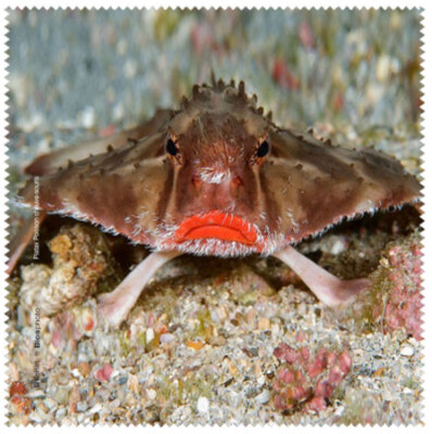 La Kelnet Microfasertuch - Rundkopf-Fledermausfisch - Brillenputztuch | NEU OVP